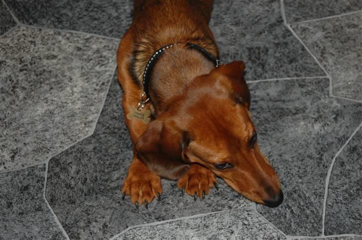 Miniature gravhund Futte's Charlie Fandango - Ha ejjj du gør mig helt flov. men jeg er stadig dejlig billede 14