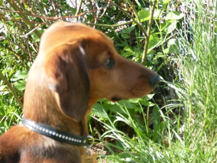 Miniature gravhund Futte's Charlie Fandango - Hvad søren har de der børn gang i?? ;) billede 15