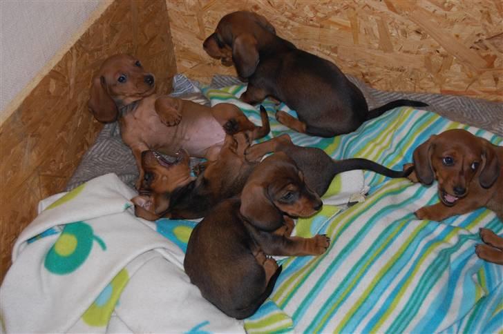 Miniature gravhund Futte's Charlie Fandango - Mine søskende og jeg billede 16