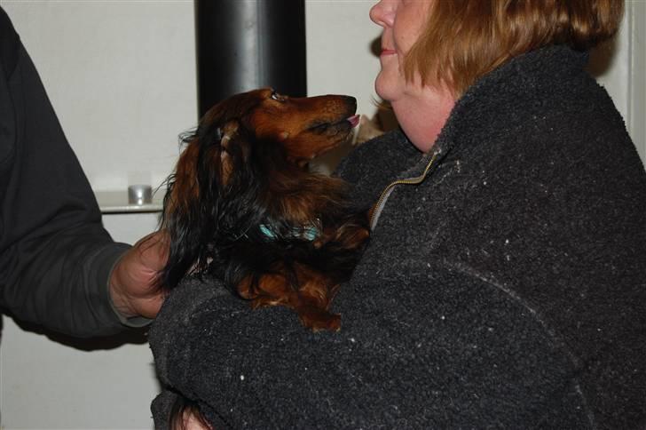 Miniature gravhund Futte's Charlie Fandango - Min far Futte billede 17