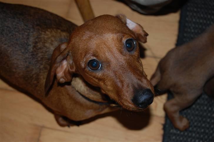 Miniature gravhund Futte's Charlie Fandango - Min Mor Thilde billede 18