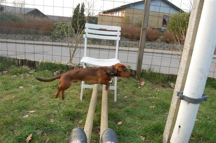 Miniature gravhund Futte's Charlie Fandango - Tak fordi i kiggede forbi vi ses billede 20