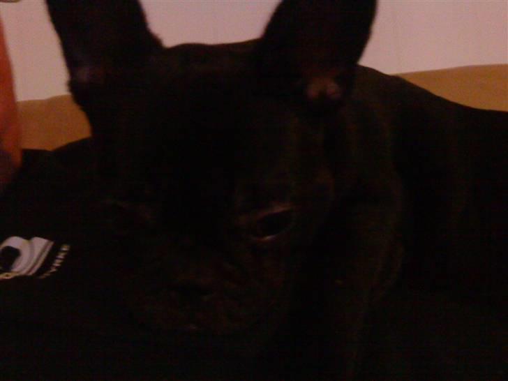 Fransk bulldog Trunte - Trunte
 billede 3