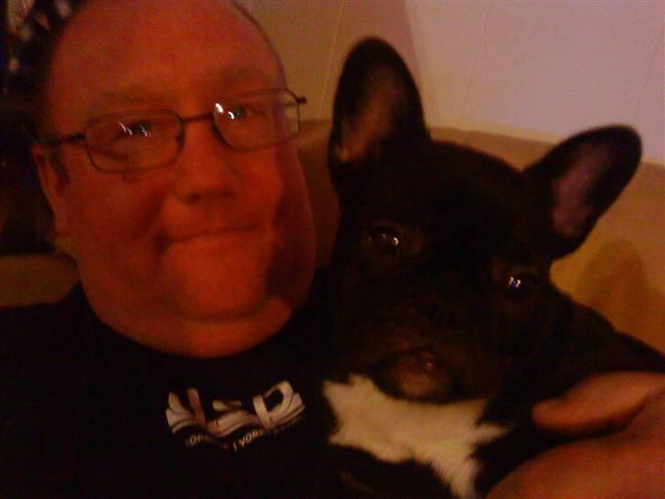 Fransk bulldog Trunte - far og trunte billede 10