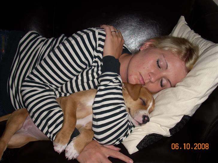 Amerikansk bulldog Bella billede 8