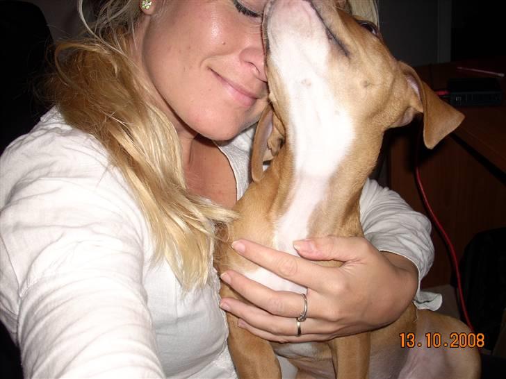 Amerikansk bulldog Bella billede 9