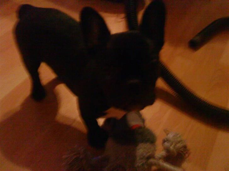 Fransk bulldog Trunte - Trunte 
 billede 9