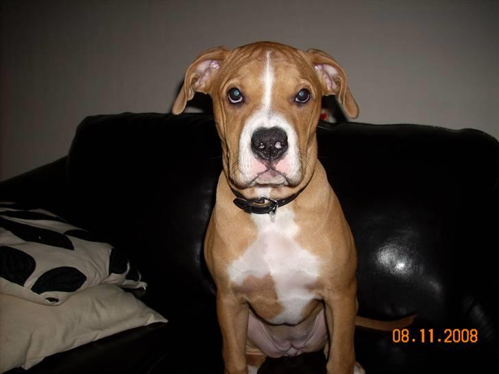 Amerikansk bulldog Bella billede 10