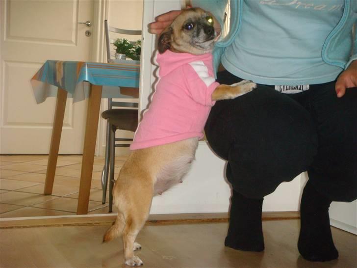 Chihuahua Mussie - Mussie, smuk som gravid :) billede 9