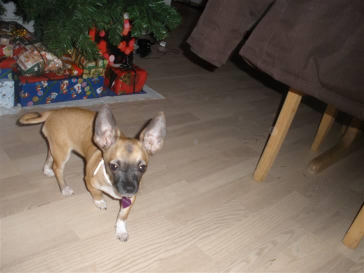 Chihuahua Mussie - På jagt efter nogen spændende? :b billede 10