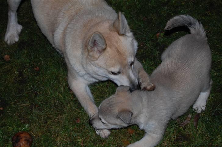 Norsk buhund Sille "RIP" - Lege Moster :) billede 14