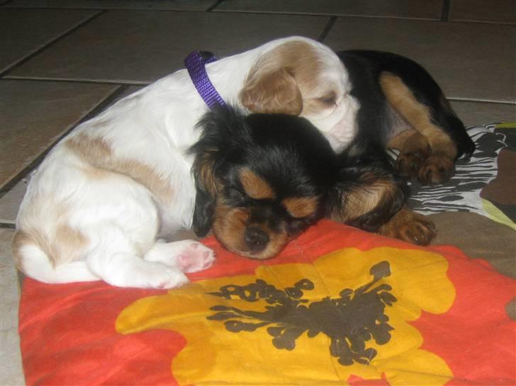 Cavalier king charles spaniel Flicka - Hygge på tæppet med en stedsøster i mit nye hjem. billede 11