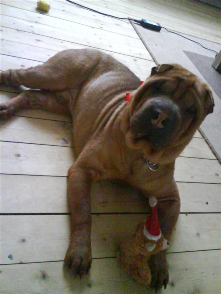 Shar pei R.I.P :'( Chubby  billede 16