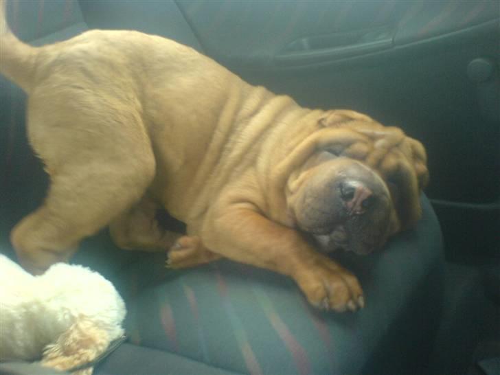 Shar pei R.I.P :'( Chubby  billede 17