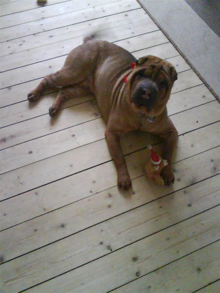 Shar pei R.I.P :'( Chubby  billede 18