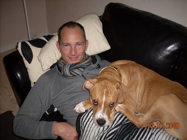 Amerikansk bulldog Bella billede 11