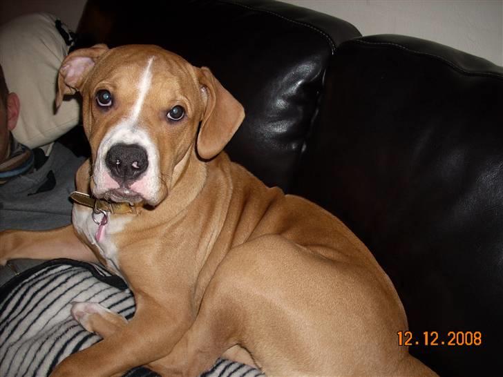 Amerikansk bulldog Bella billede 12