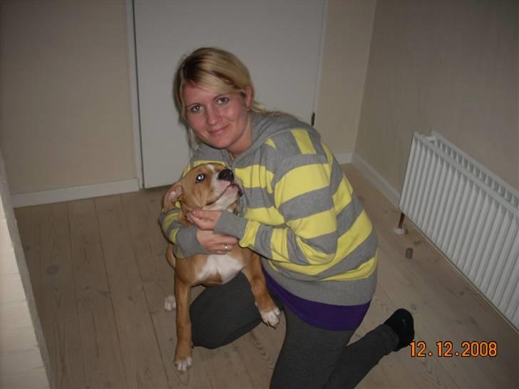 Amerikansk bulldog Bella billede 13