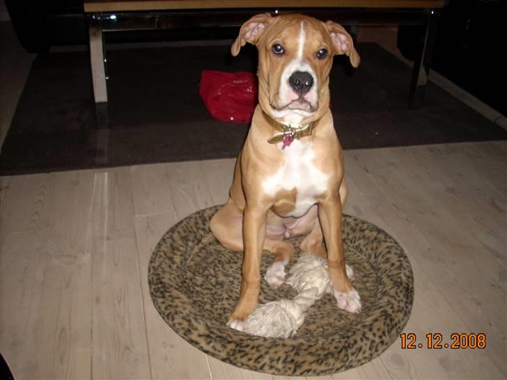 Amerikansk bulldog Bella billede 14