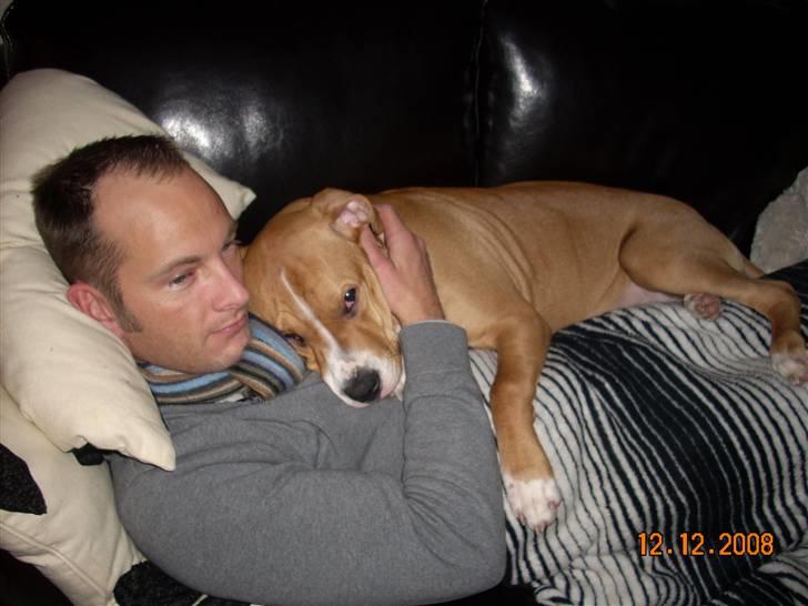 Amerikansk bulldog Bella billede 15