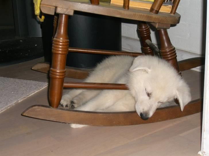 Hvid Schweizisk Hyrdehund Nice' nwise Calvin billede 1