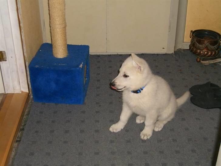 Hvid Schweizisk Hyrdehund Nice' nwise Calvin billede 2