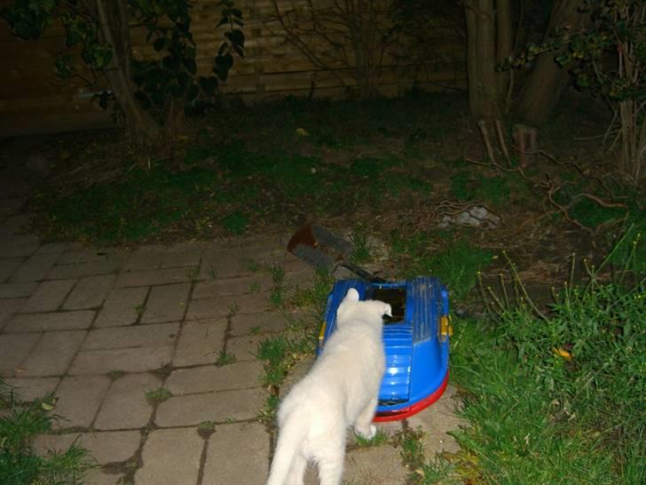 Hvid Schweizisk Hyrdehund Nice' nwise Calvin billede 3