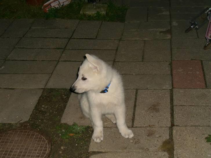 Hvid Schweizisk Hyrdehund Nice' nwise Calvin billede 4