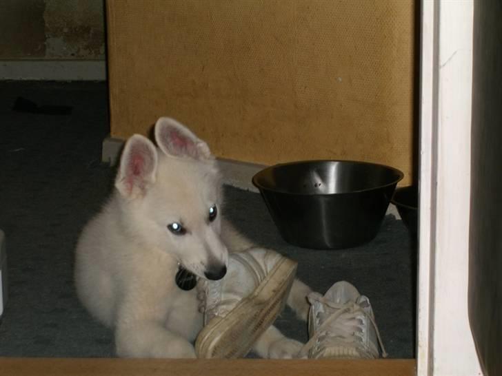 Hvid Schweizisk Hyrdehund Nice' nwise Calvin billede 5