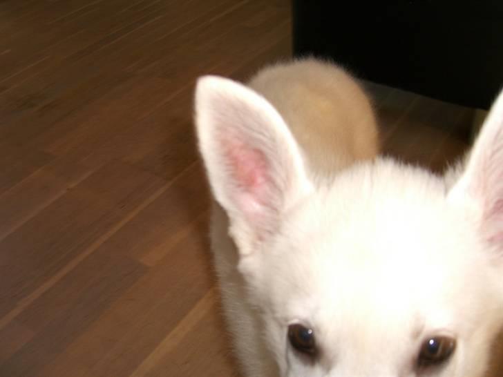 Hvid Schweizisk Hyrdehund Nice' nwise Calvin billede 6