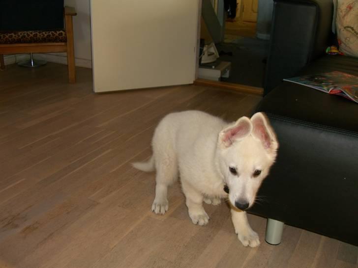 Hvid Schweizisk Hyrdehund Nice' nwise Calvin billede 7