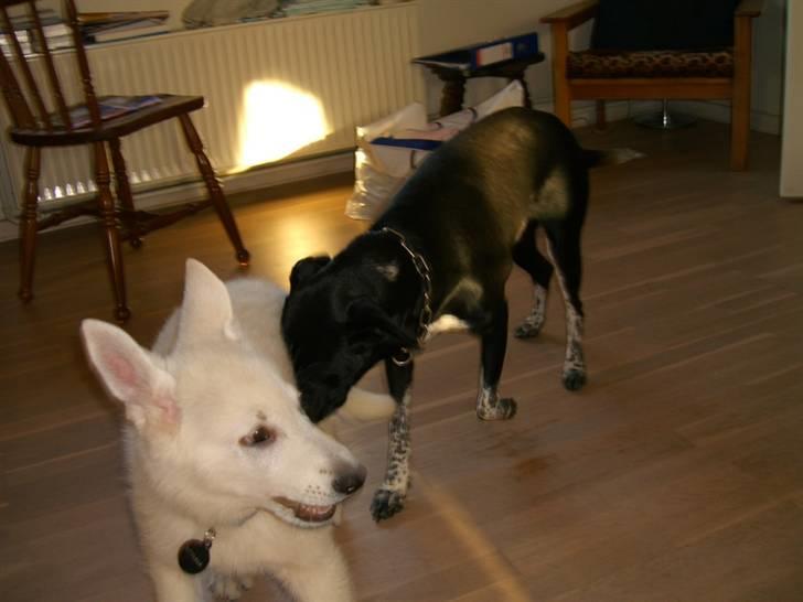 Hvid Schweizisk Hyrdehund Nice' nwise Calvin billede 8