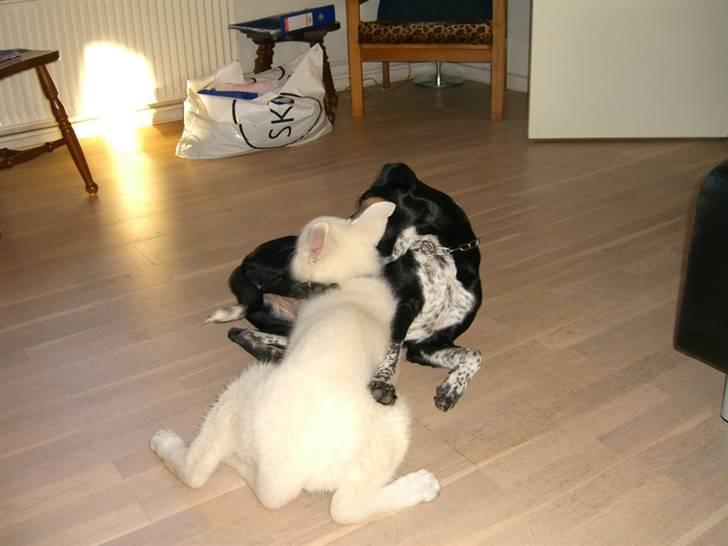 Hvid Schweizisk Hyrdehund Nice' nwise Calvin billede 9