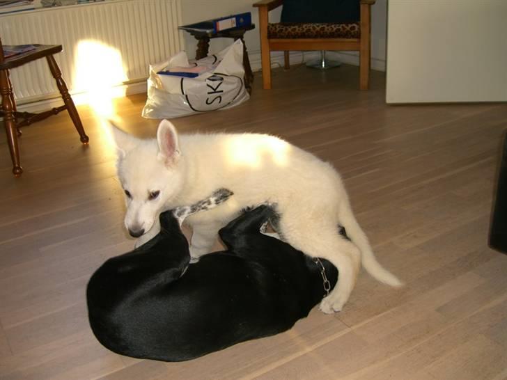 Hvid Schweizisk Hyrdehund Nice' nwise Calvin billede 10