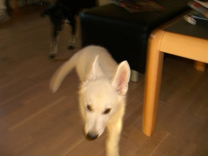 Hvid Schweizisk Hyrdehund Nice' nwise Calvin billede 11