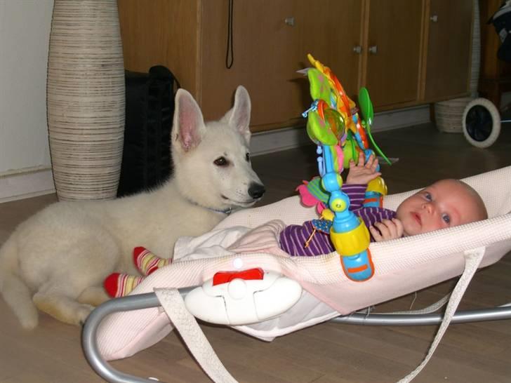 Hvid Schweizisk Hyrdehund Nice' nwise Calvin billede 12