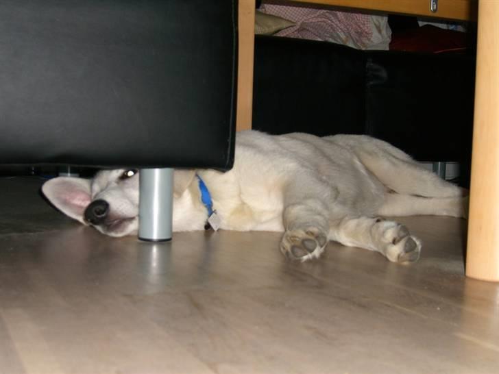 Hvid Schweizisk Hyrdehund Nice' nwise Calvin billede 13