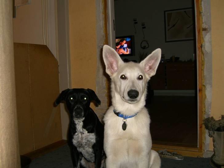 Hvid Schweizisk Hyrdehund Nice' nwise Calvin billede 14