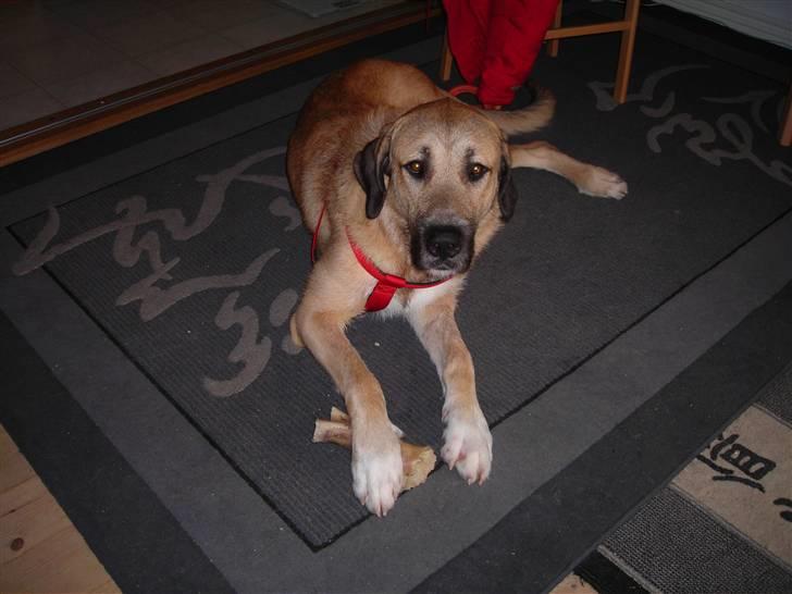 Blanding af racer Zelig - Zelig (Irsk ulvehund/CAO)  billede 1