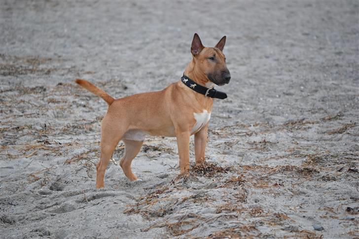 Bullterrier miniature Elmo (DKK) R.I.P. 14.3.11 - Verdens smukkeste og dejligste hund billede 1