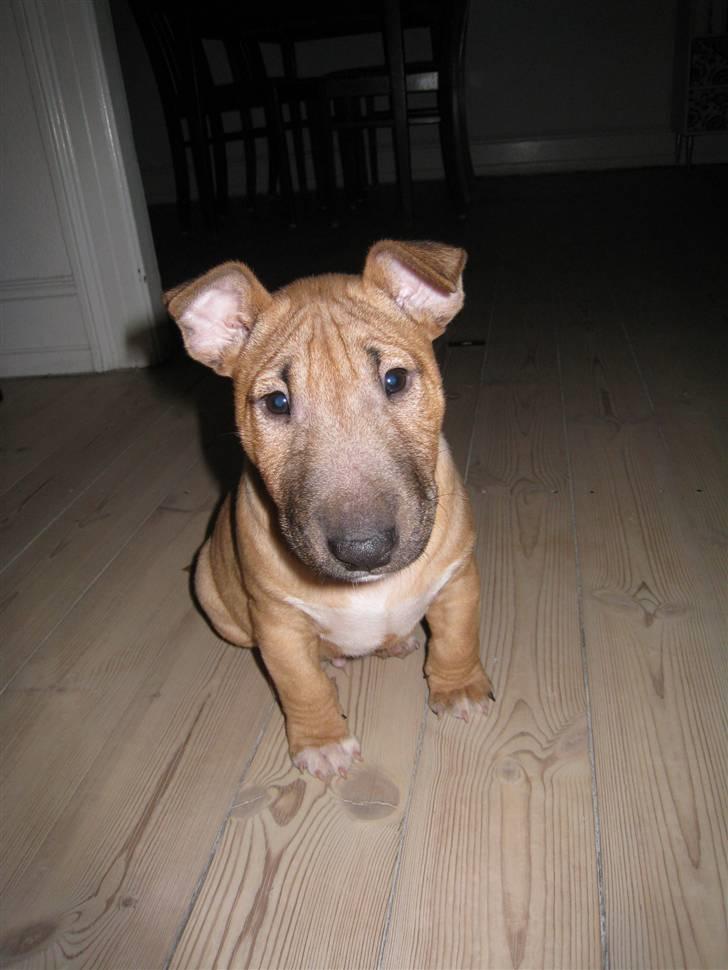 Bullterrier miniature Elmo (DKK) R.I.P. 14.3.11 billede 4