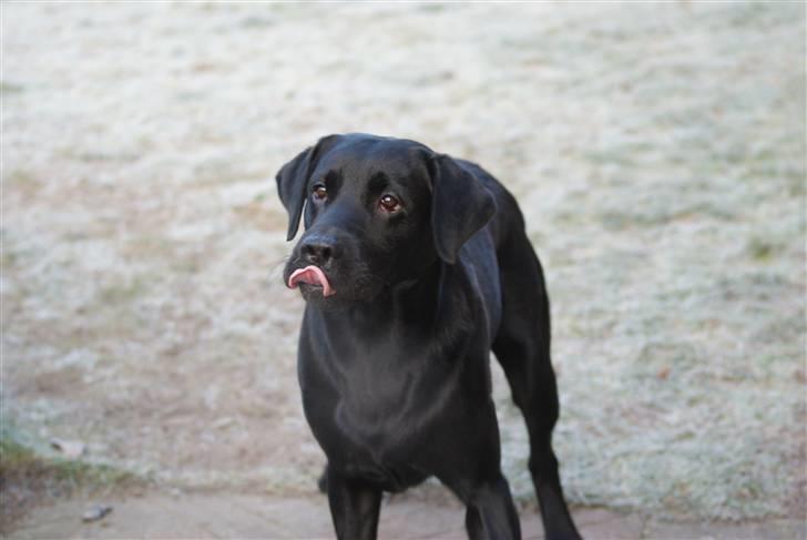 Labrador retriever Bundy billede 16