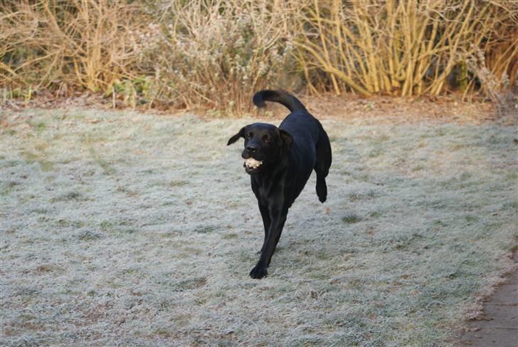 Labrador retriever Bundy billede 17