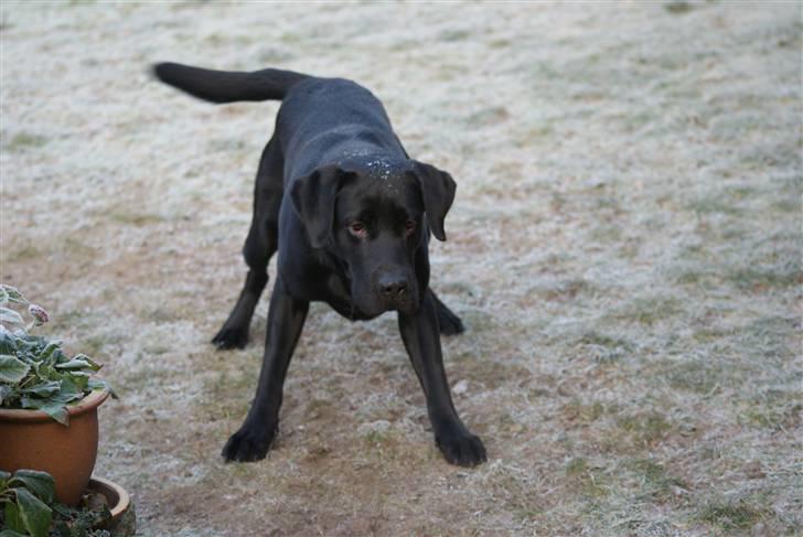 Labrador retriever Bundy billede 18