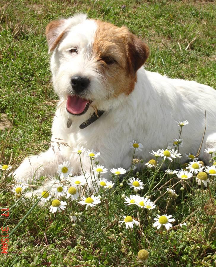 Jack russell terrier ! Kajsenborg's Orla Olsen billede 18