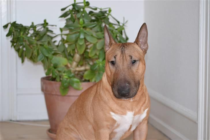 Bullterrier miniature Elmo (DKK) R.I.P. 14.3.11 billede 8