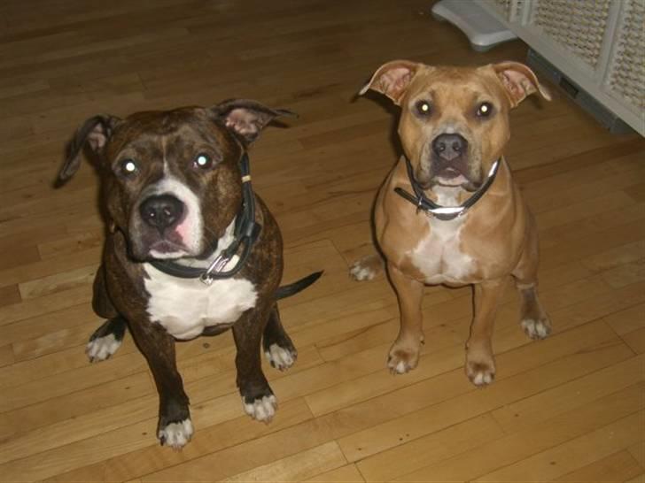 Amerikansk staffordshire terrier Thea - Her er jeg sammen med min pappi.. billede 6