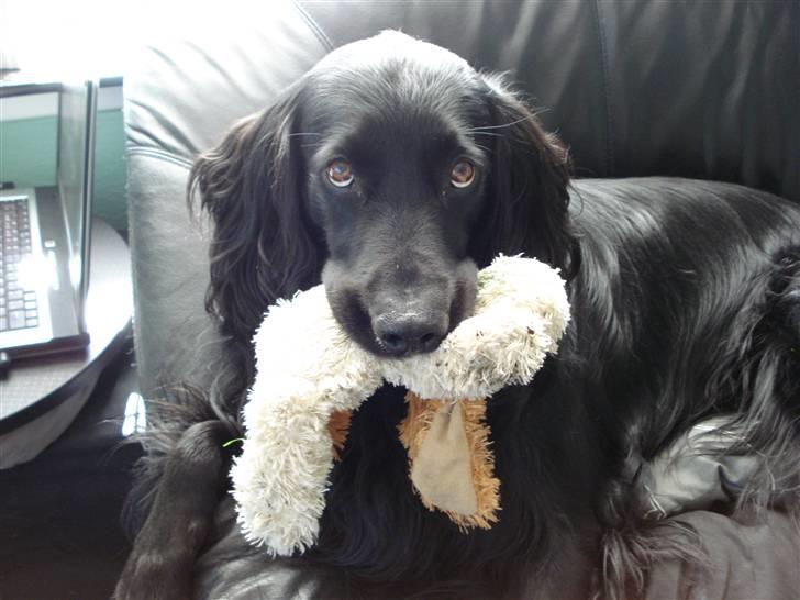 Blanding af racer Max - Max s elskede bamse billede 12