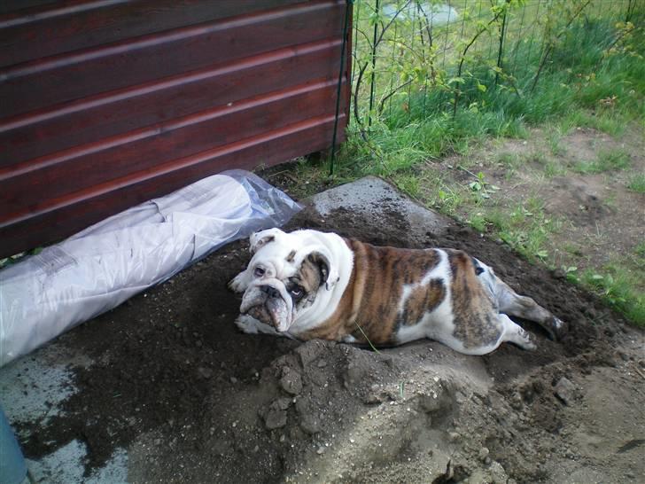 Engelsk bulldog Sumo billede 8