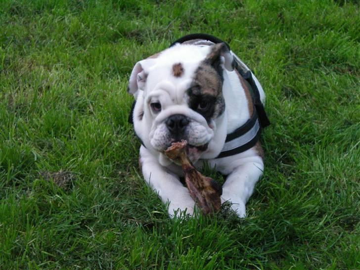 Engelsk bulldog Sumo billede 9